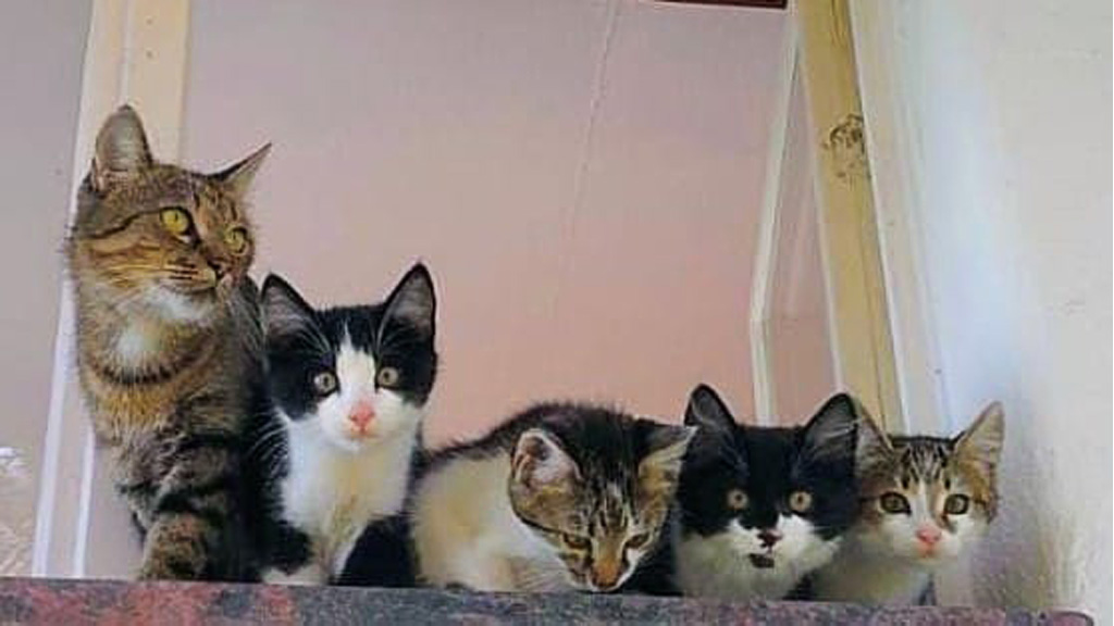 Katzenkinder Tajo, Twiggy, Tiffi und Trudi